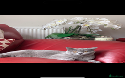 British Shorthair cats for sale: British shorthair  - Image 2