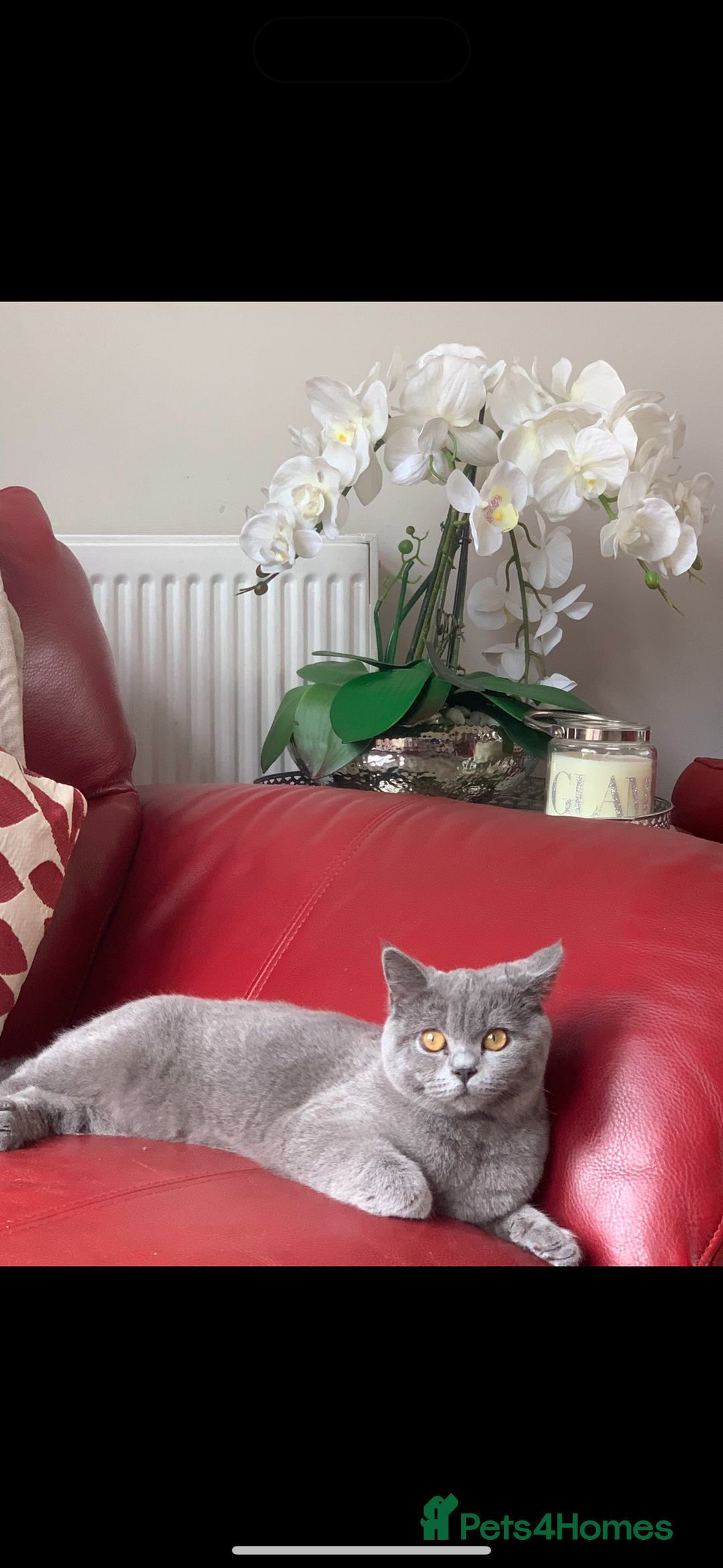 British Shorthair cats for sale: British shorthair  - Image 2
