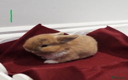 Mini Lop rabbits for sale: Adorable Purebred Baby Mini Lops - Image 6