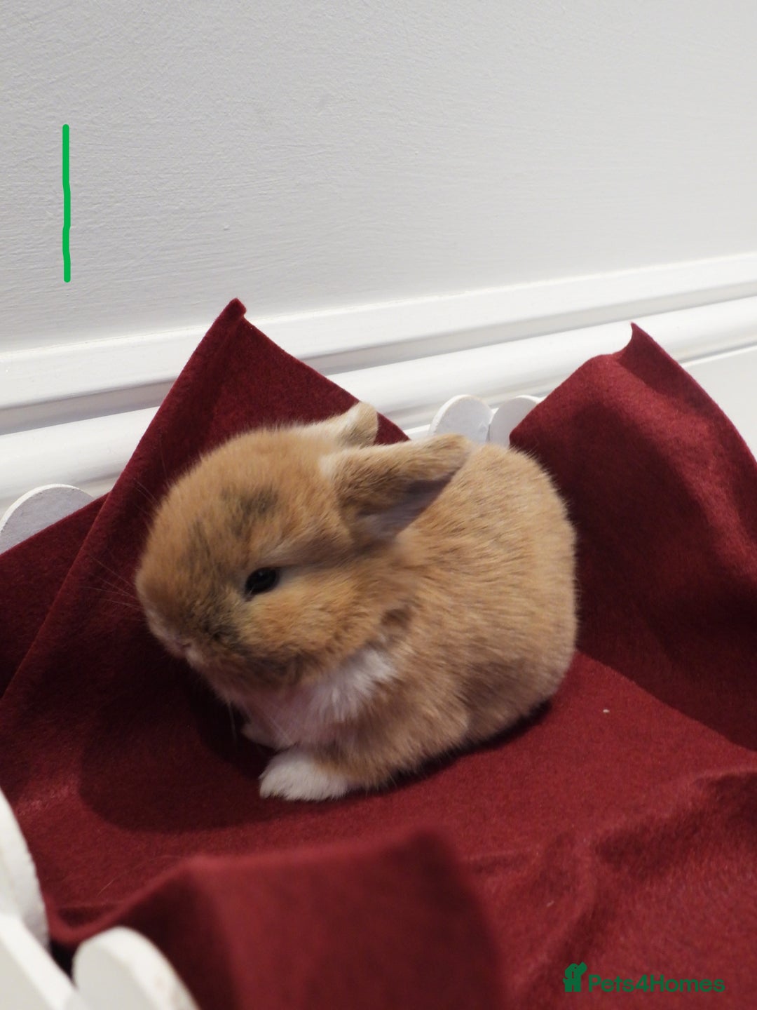 Mini Lop rabbits for sale: Adorable Purebred Baby Mini Lops - Image 6