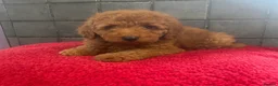 Miniature Poodle dogs for sale: Stunning Fox Red Minature Poodle Pups  - Advert 13