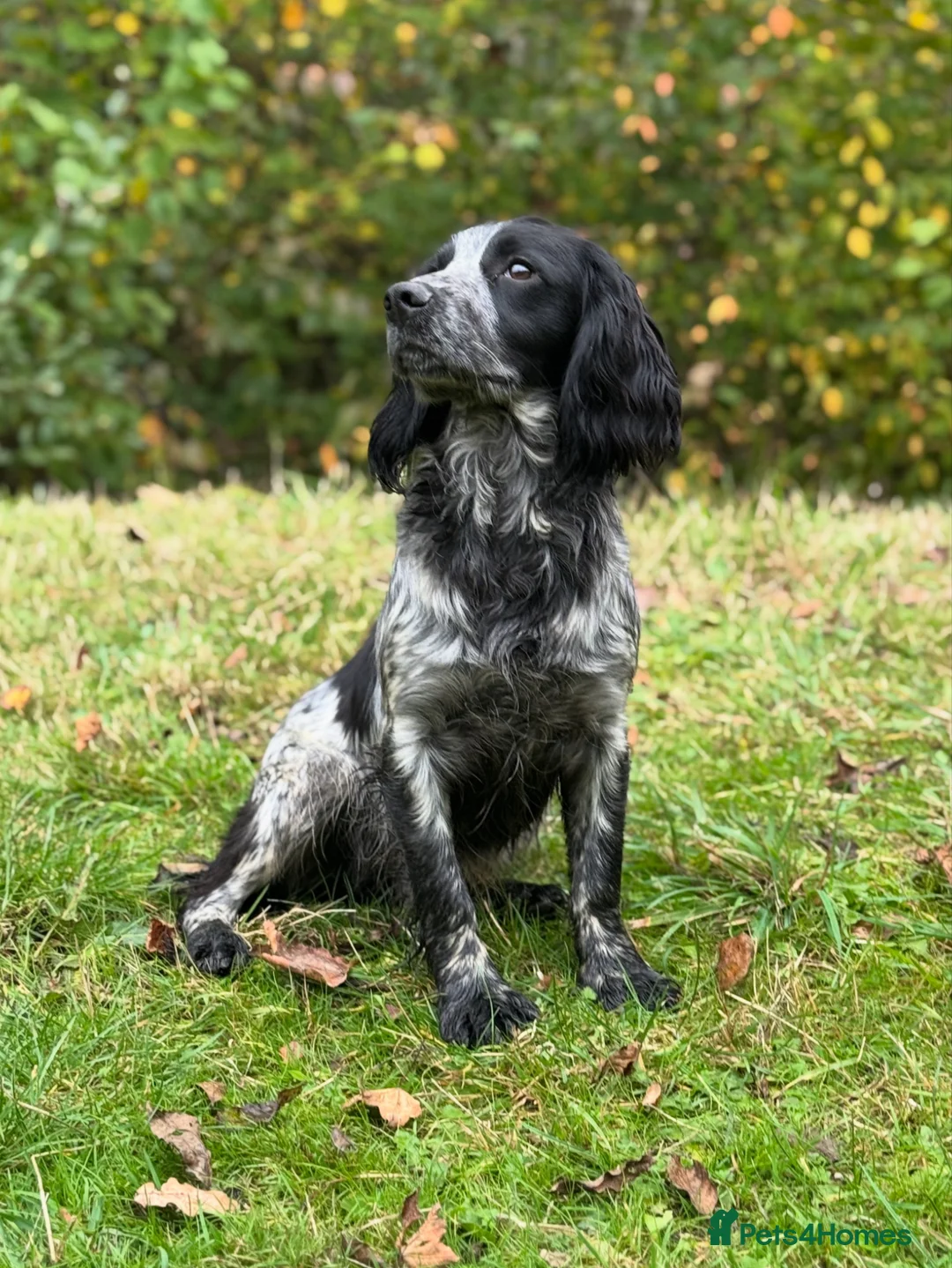Cocker Spaniel dogs for stud: Stunning Homebred Blue Roan at Stud - Advert 1