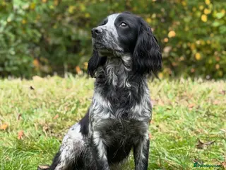 Cocker Spaniel dogs Stunning Homebred Blue Roan at Stud - Advert 3