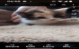Mixed Breed cats for sale: Beautiful mixed breed kittens ragdoll x sphinx elf - Image 5