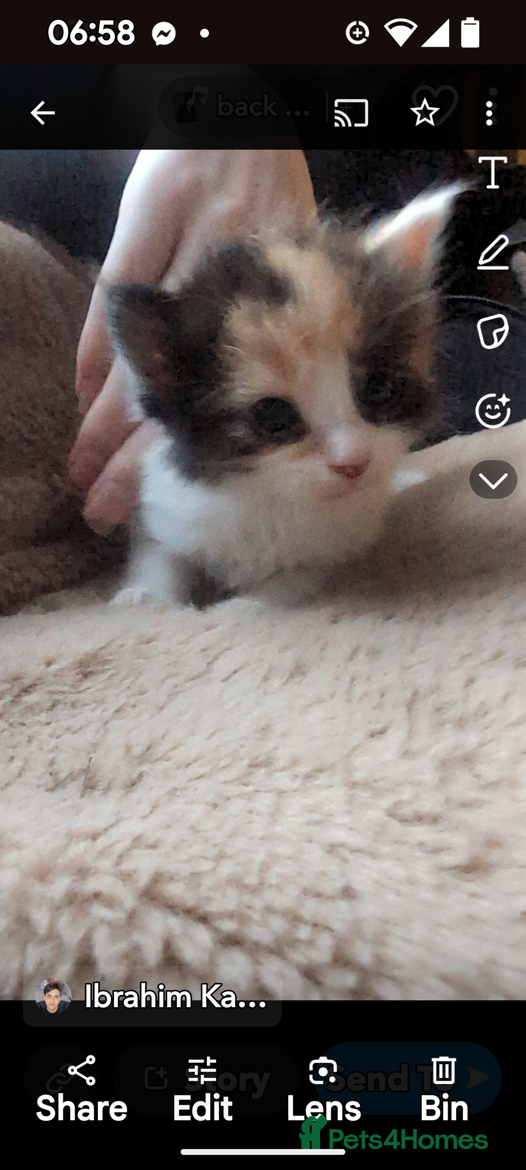Mixed Breed cats for sale: Beautiful mixed breed kittens ragdoll x sphinx elf - Image 5