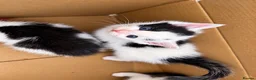 Mixed Breed cats for sale: 8 Beautiful Kittens Looking for Loving Homes  in Hull - Advert 9