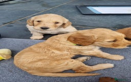 Labradoodle dogs for sale: F1b Labradoodle puppies - Image 17