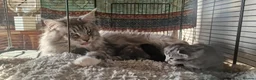 Maine Coon cats for sale: Maine coon X Cat - Advert 16