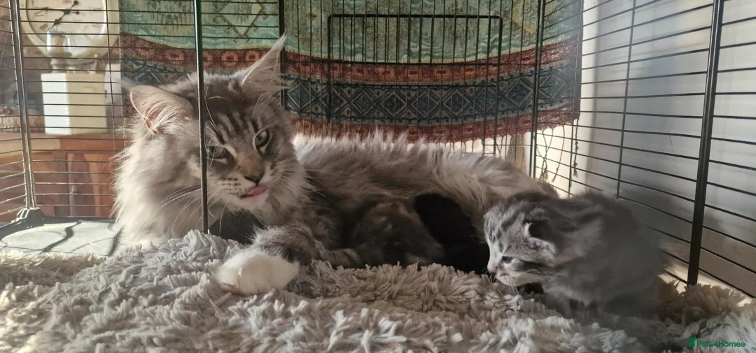 Maine Coon cats for sale: Maine coon X Cat - Advert 16