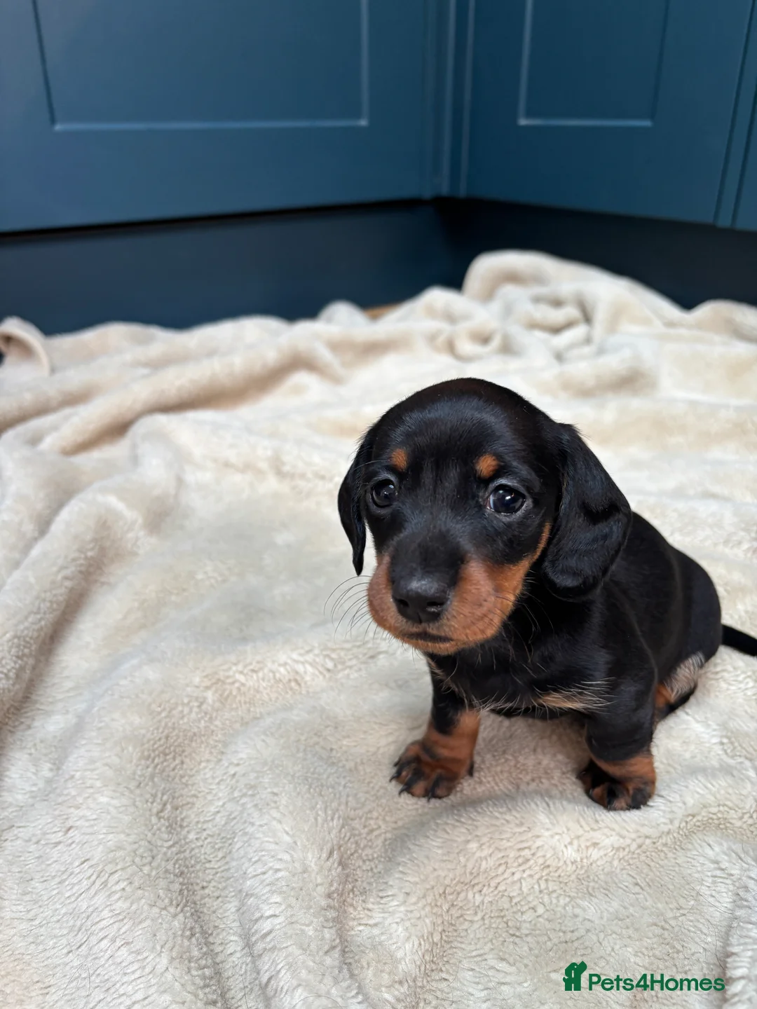 Miniature Dachshund dogs for sale: KC registered health tested miniature dachshunds - Advert 5