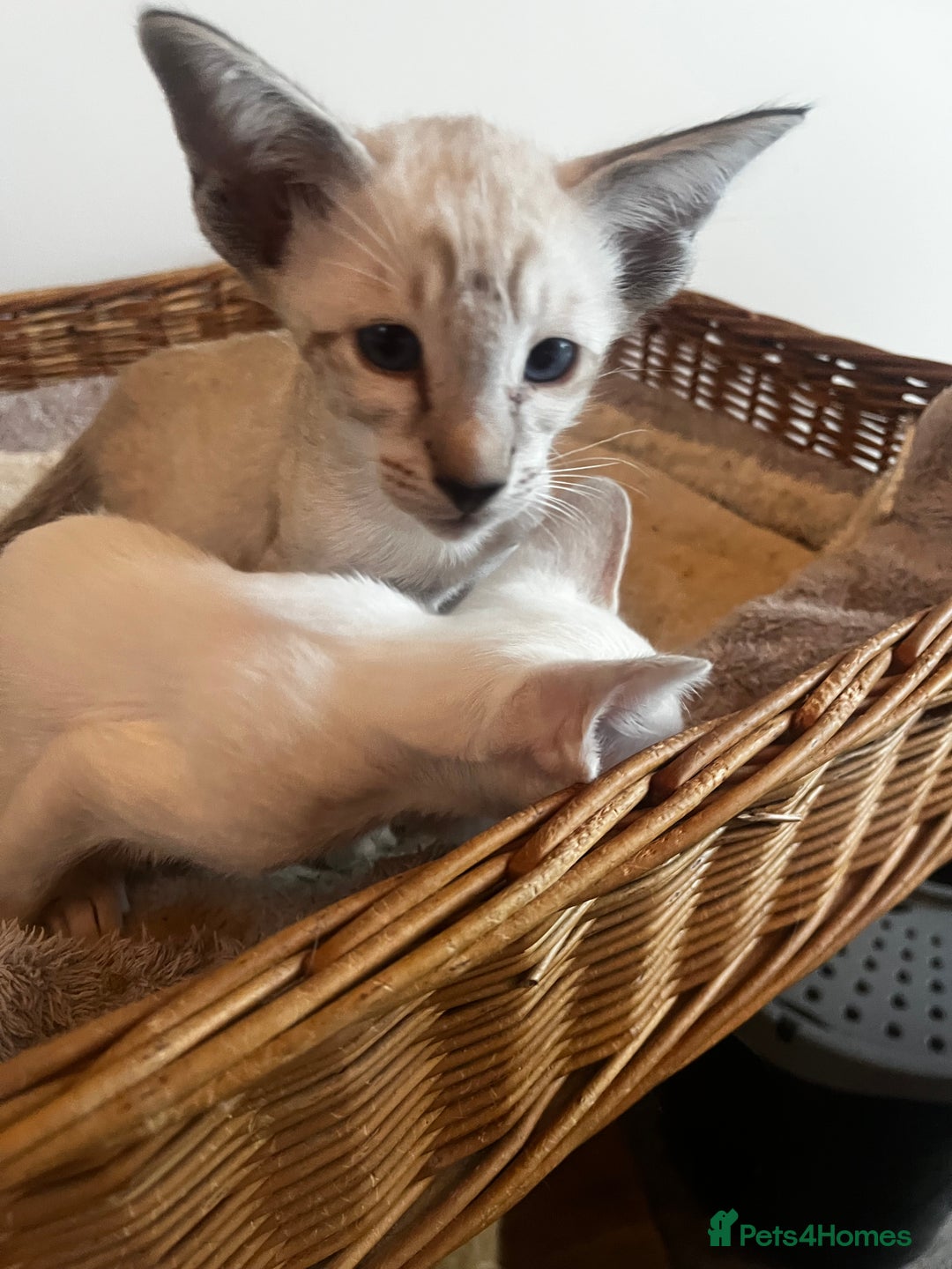 Siamese cats for sale: Siamese kittens - Image 2