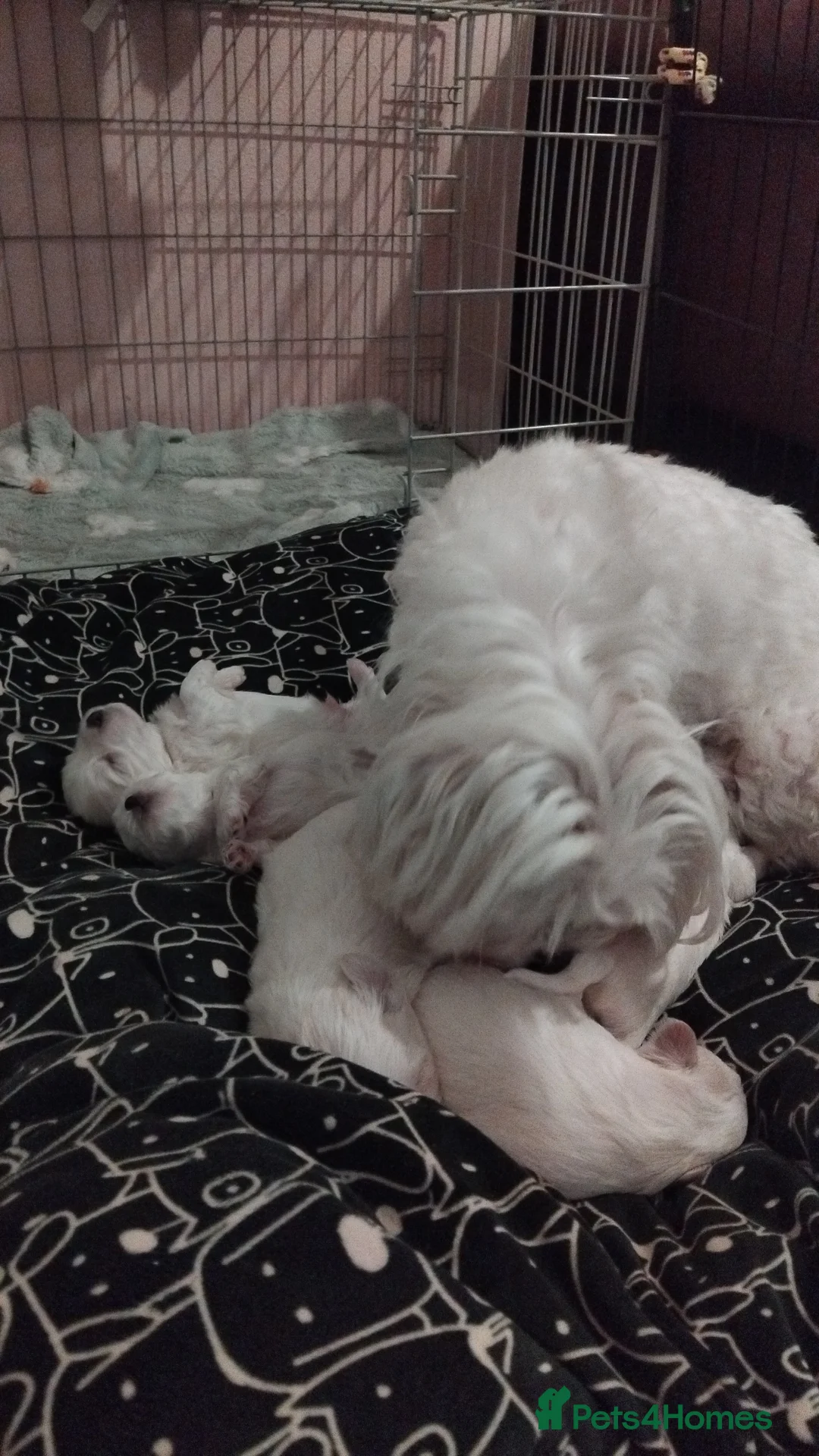Maltese dogs for sale: Friendly maltese  - Advert 8