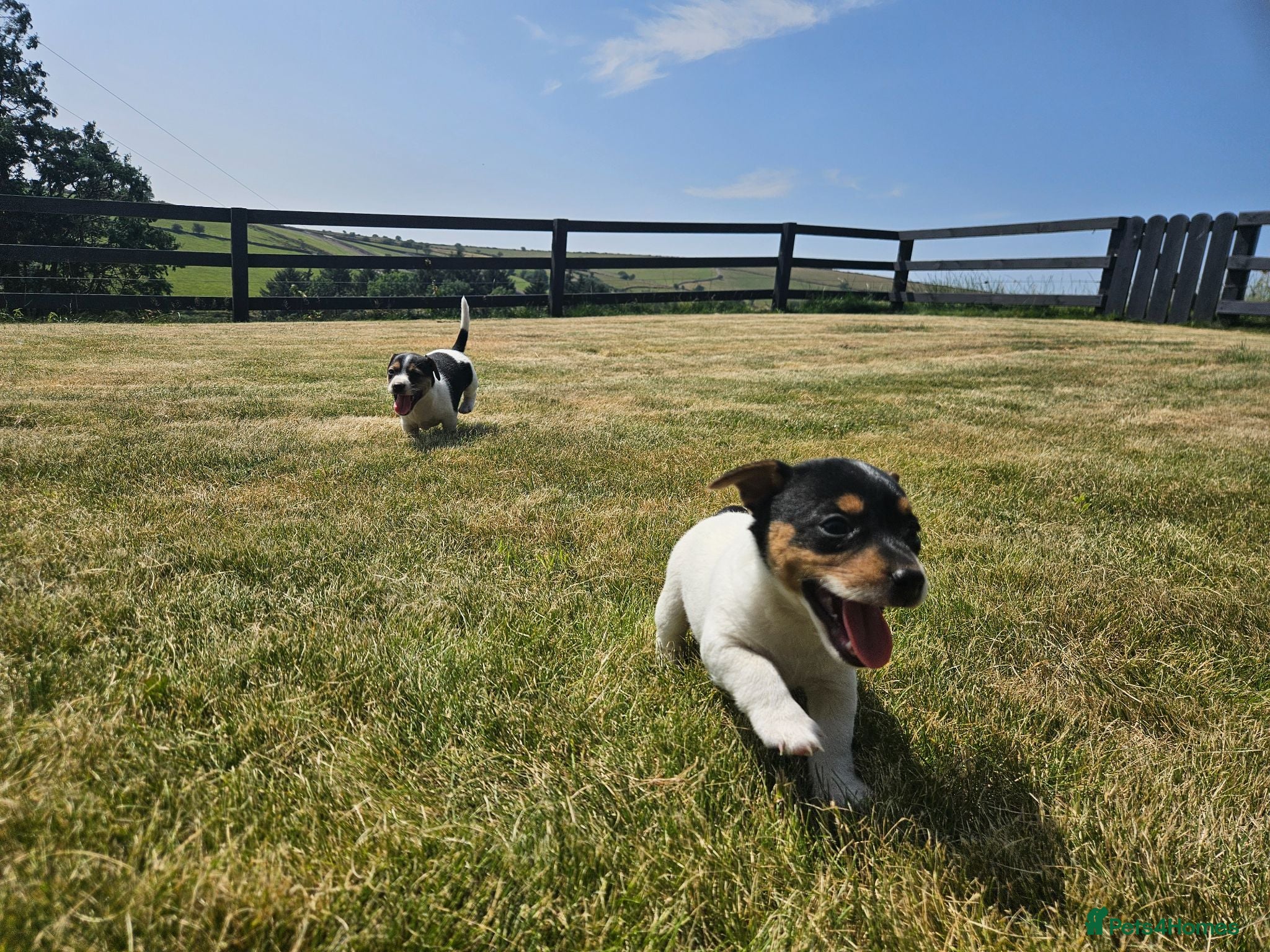 Jack Russell dogs Outstanding Jack Russell puppies - Advert 9