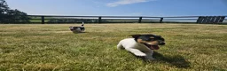 Jack Russell dogs for sale: Outstanding Jack Russell puppies - Advert 5