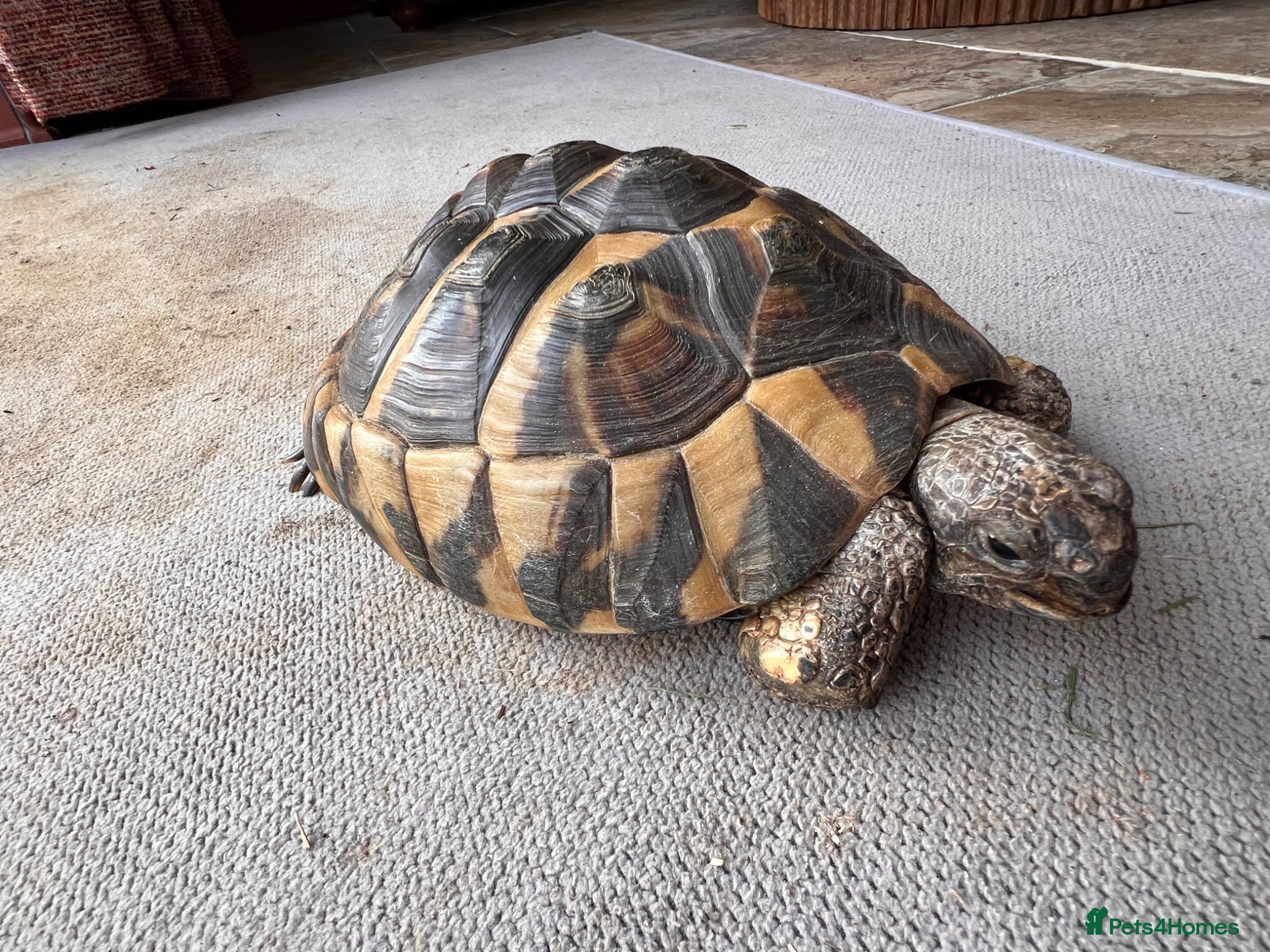 Hermann Tortoise reptiles Hermann Tortoise 26yr old - Advert 1
