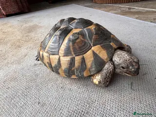 Hermann Tortoise reptiles Hermann Tortoise 26yr old - Advert 15