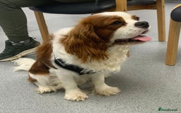 Cavapoo dogs for sale: Stunning F1 Cavapoo puppies, DNA tested parents  - Image 22