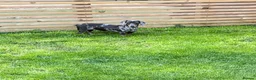 Dachshund dogs for sale: Dapple dachshund - Advert 2