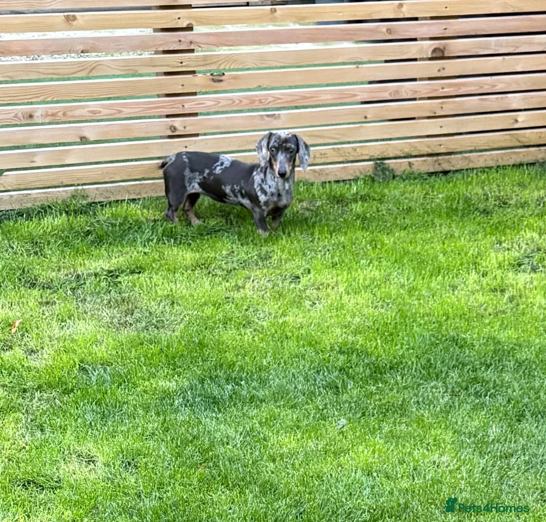 Dachshund dogs for sale: Dapple dachshund - Advert 2