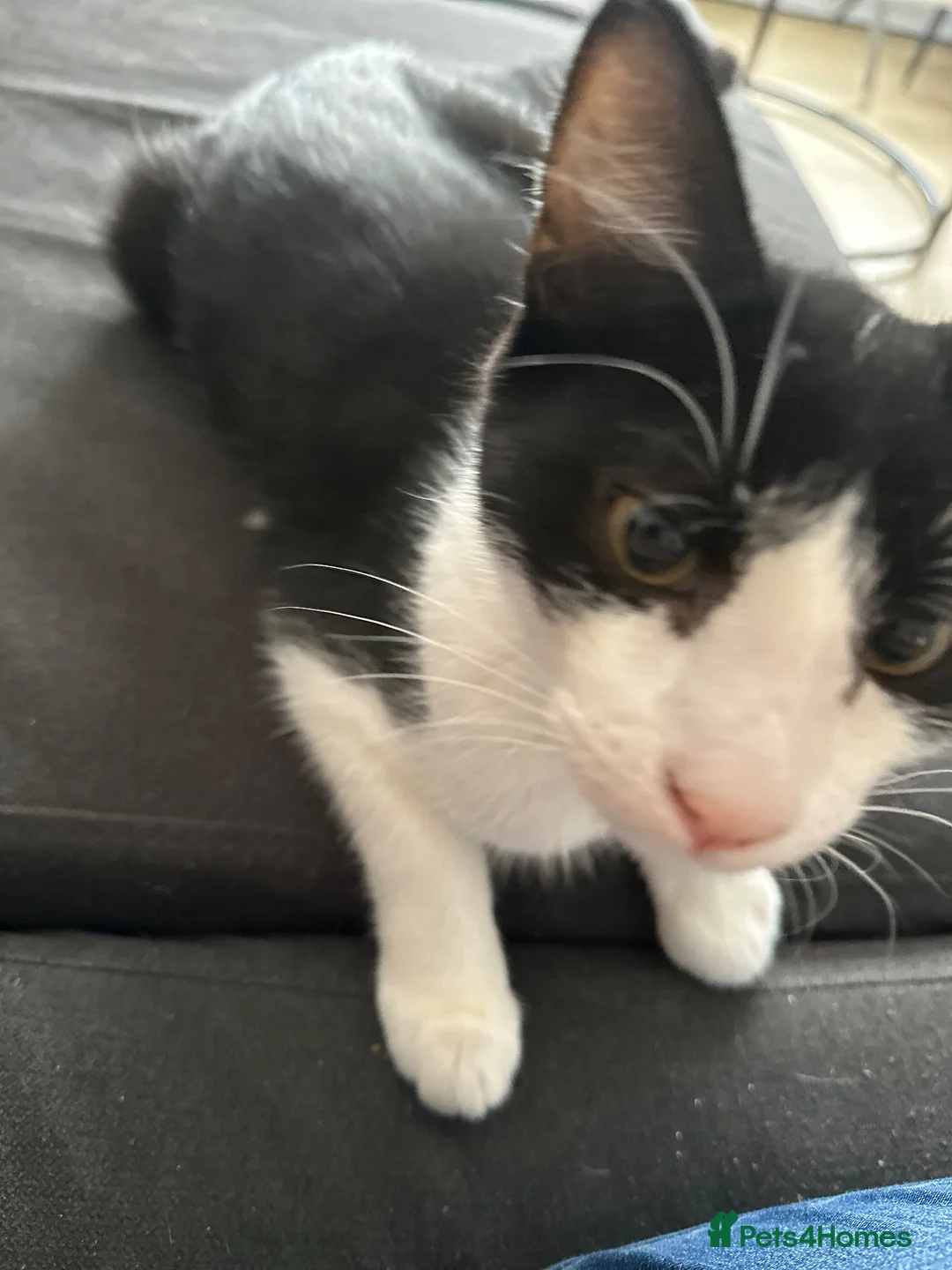 Mixed Breed cats for sale:  Loving Home Wanted for 2 Black & White Cats in Enfield - Advert 1
