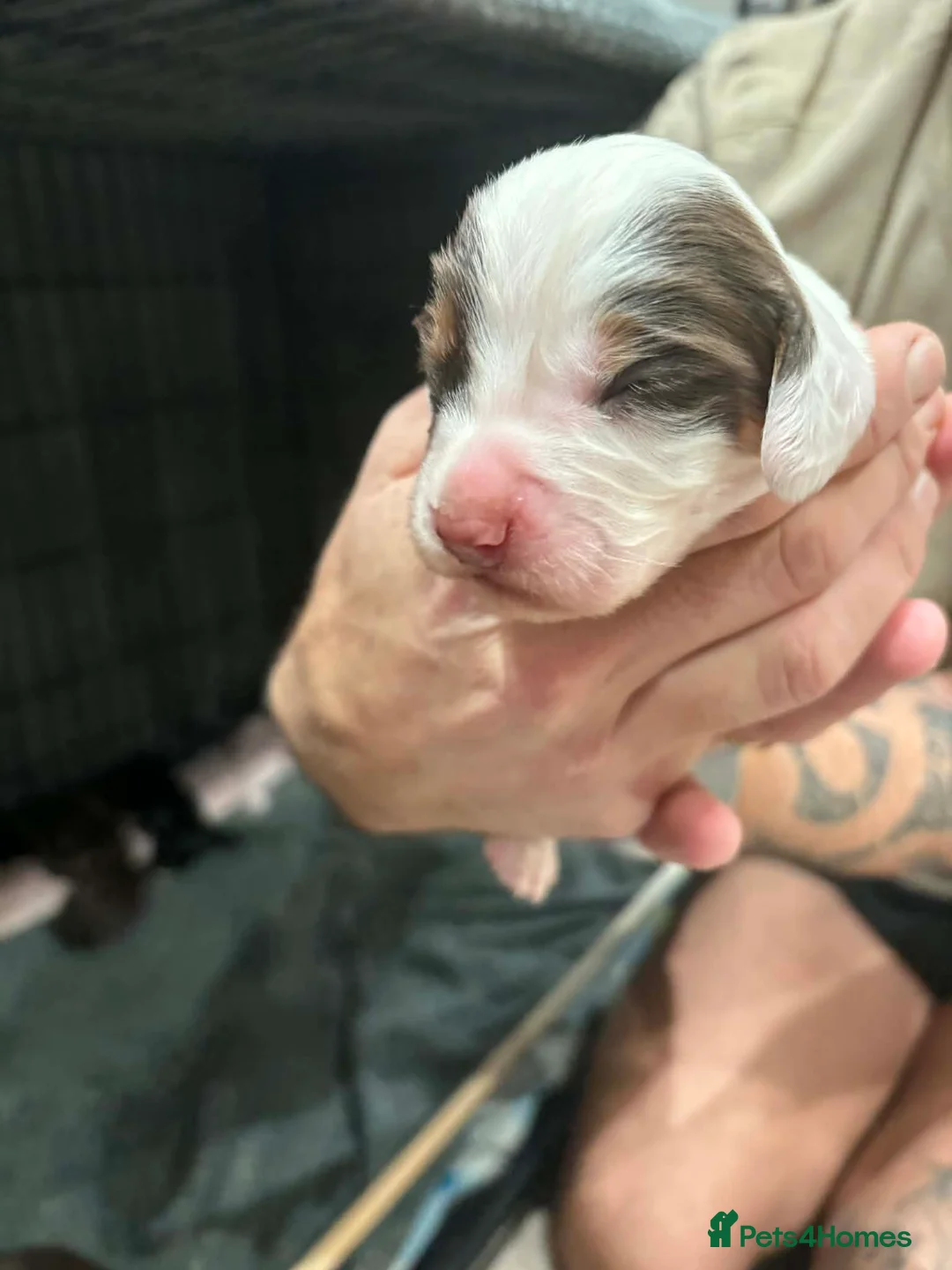 Cocker Spaniel dogs for sale: Stunning mixed colour cocker spaniels - Advert 9