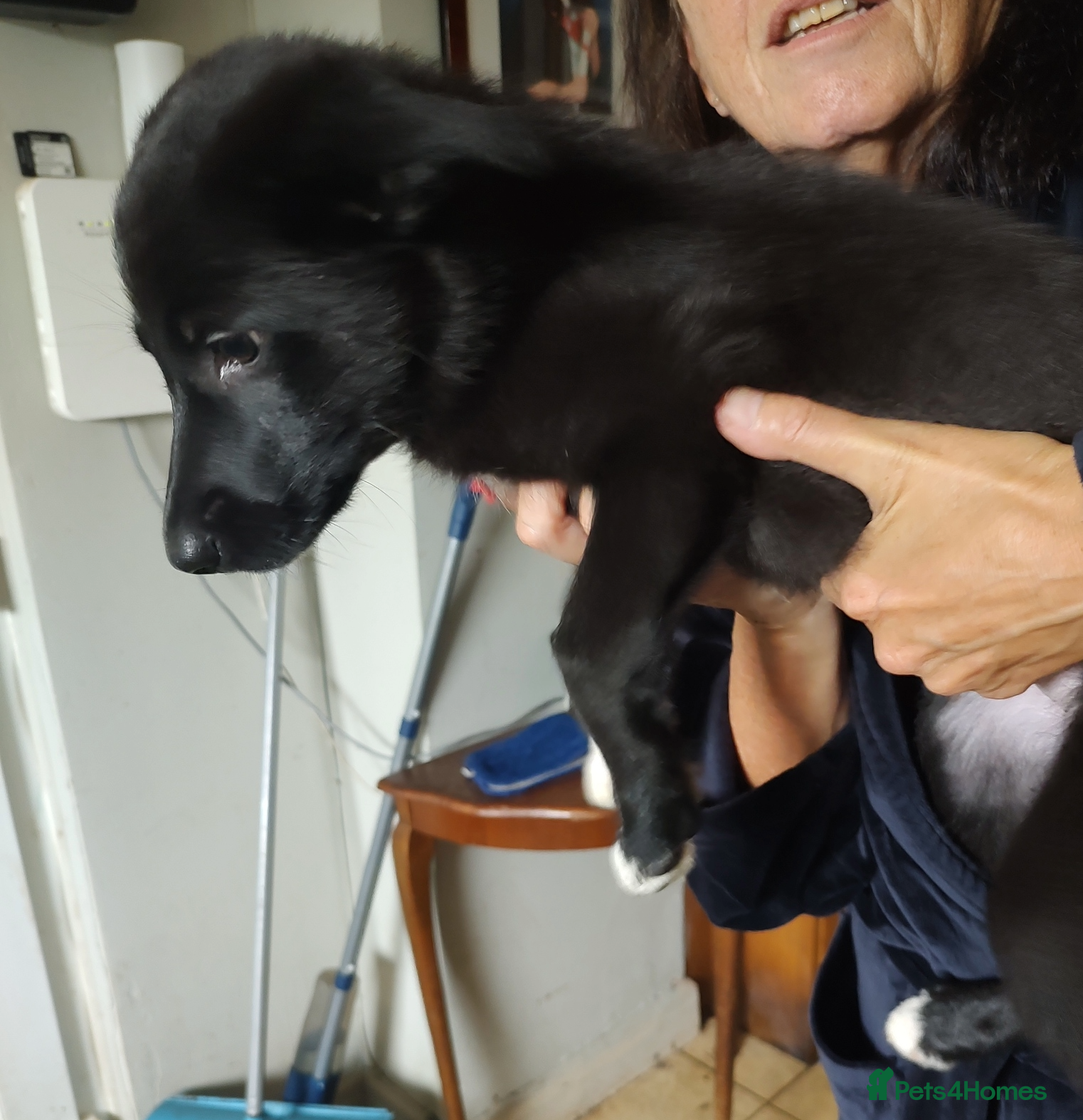 Mixed Breed dogs German Shepherd - Collie puppies = Shollies - Advert 2