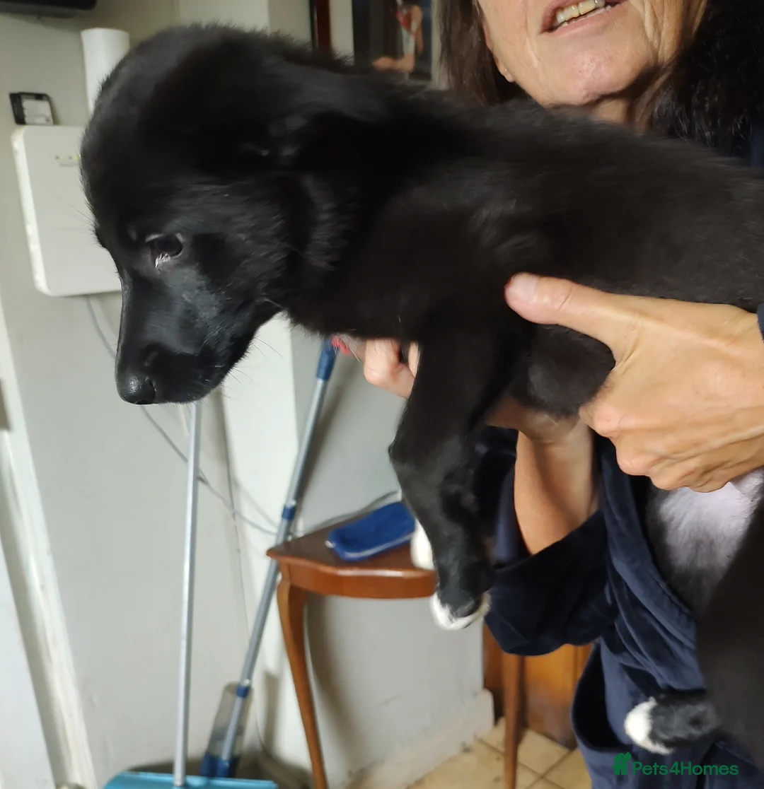 Mixed Breed dogs for sale: German Shepherd - Collie puppies = Shollies - Advert 2