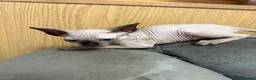 Sphynx cats for sale: sphynx canadian kittens ready to leave now  - Advert 9