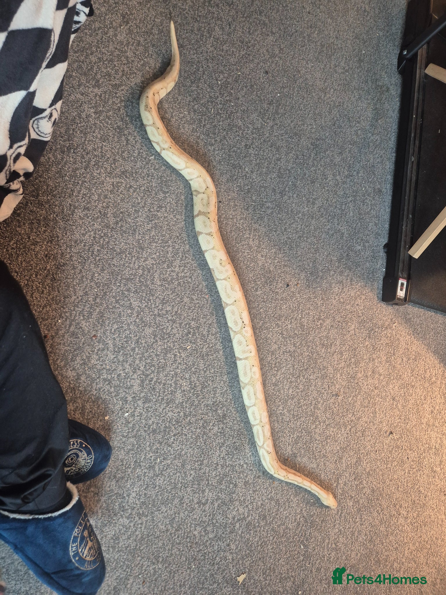 Python Snake reptiles Male royal with set up and female with set up  - Advert 13