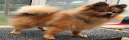 Pomeranian dogs for sale: Very fluffy Orange Sable Pomeranian boy  - Advert 6