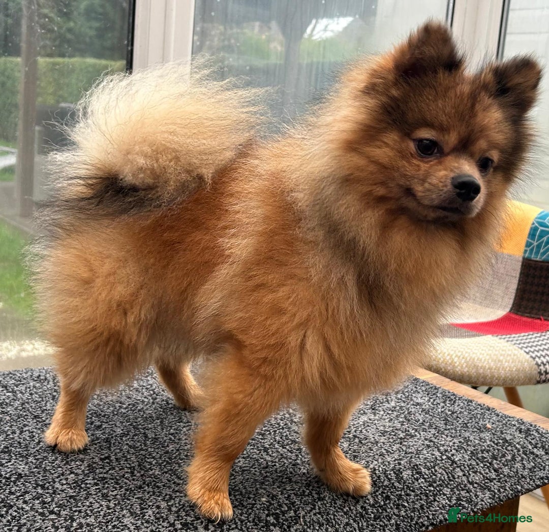 Pomeranian dogs for sale: Very fluffy Orange Sable Pomeranian boy  - Advert 6