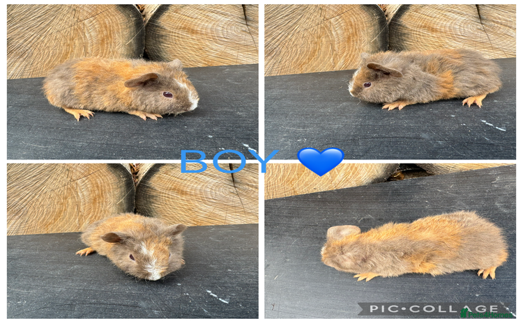 Guinea Pig rodents - Advert 1