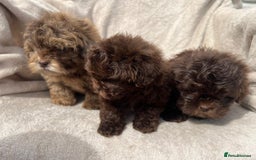 Shihpoo dogs for sale: Beautiful shihpoo - Image 6