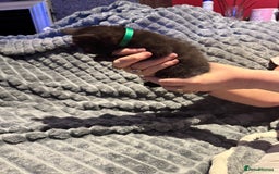 British Shorthair cats for sale: British shorthair x kittens - Image 7