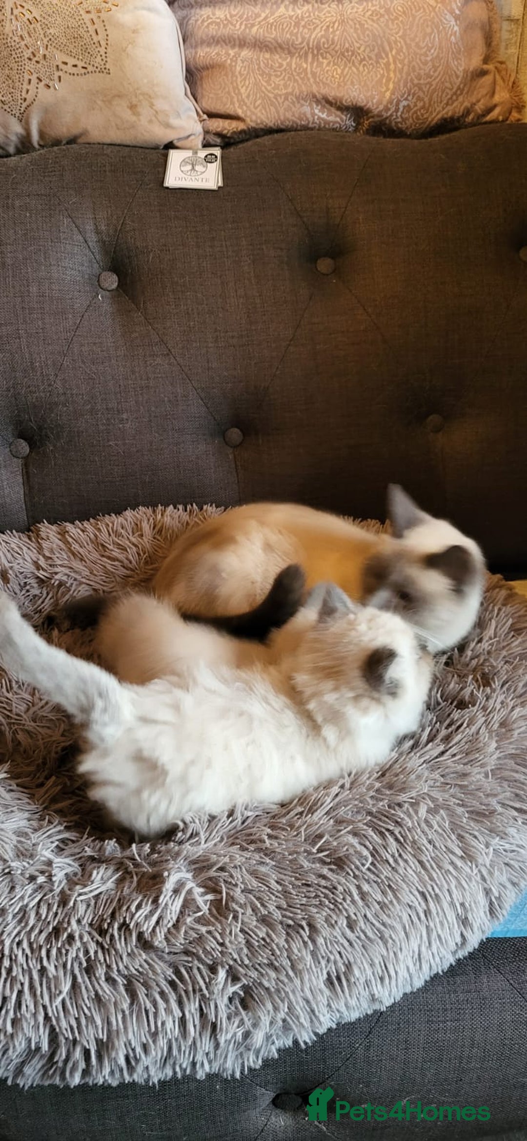 Ragamese cats for sale: Ragdoll x Siamese - Image 8