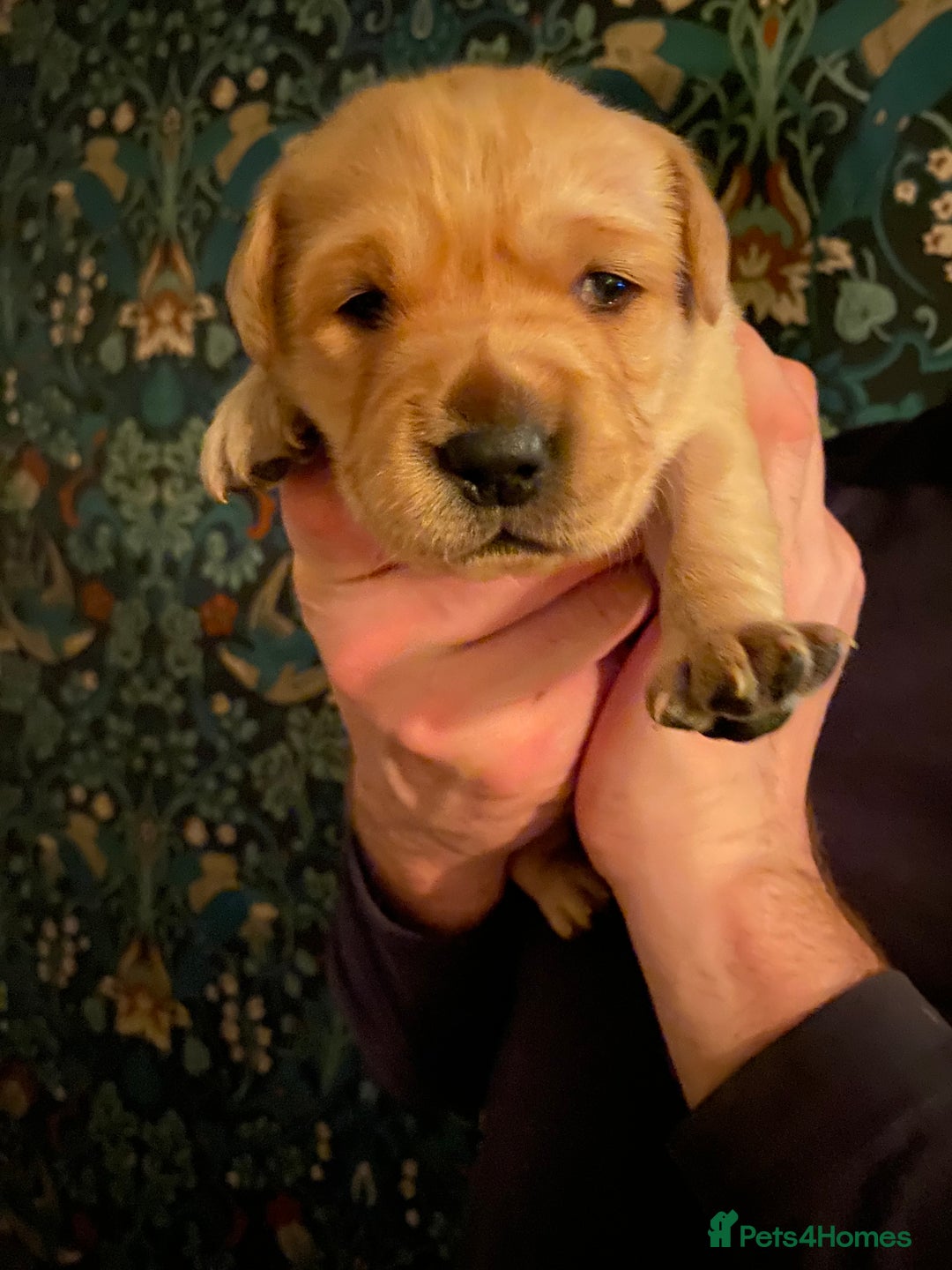 Goldador dogs for sale: Goldador Puppies  - Advert 6