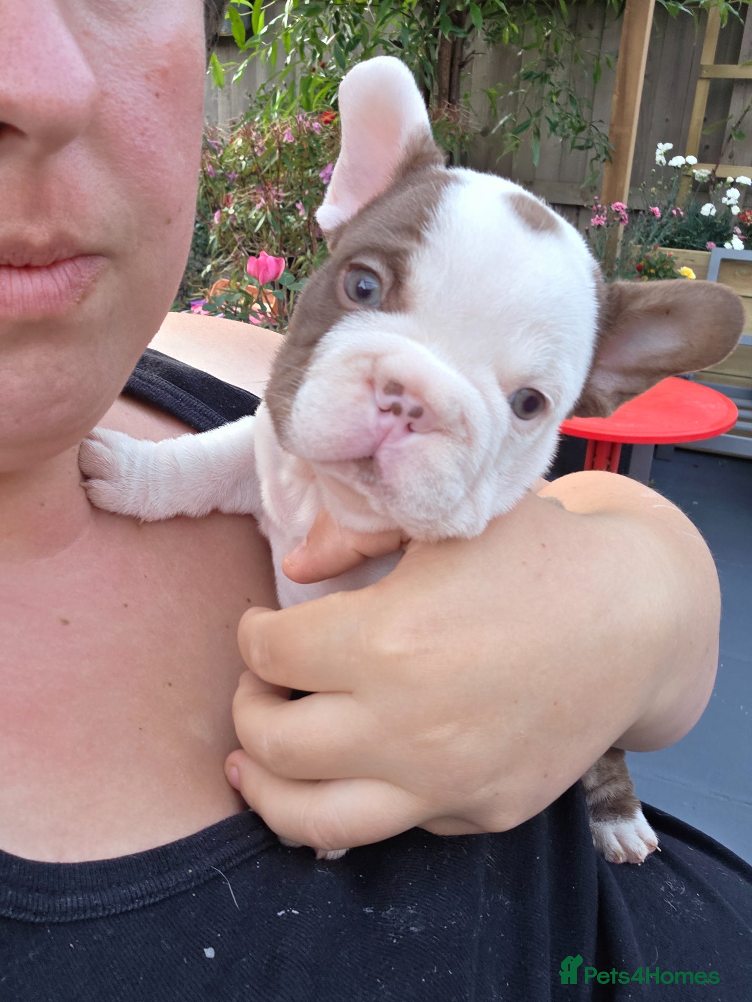 French Bulldog dogs  FRENCH BULLDOG  - Advert 1