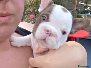 French Bulldog dogs FRENCH BULLDOG - Advert 1