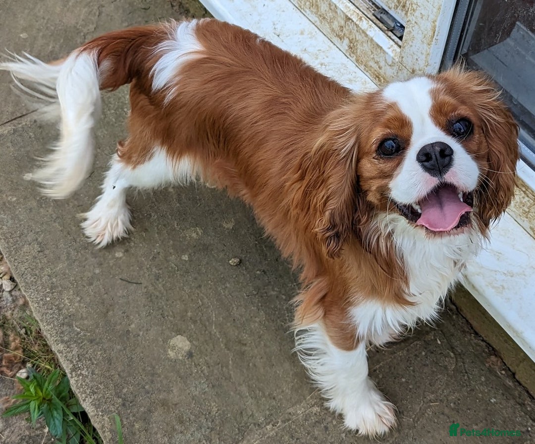 Cavalier King Charles Spaniel dogs for sale: KC Health Tested Cavalier King Charles Spaniels - Image 3