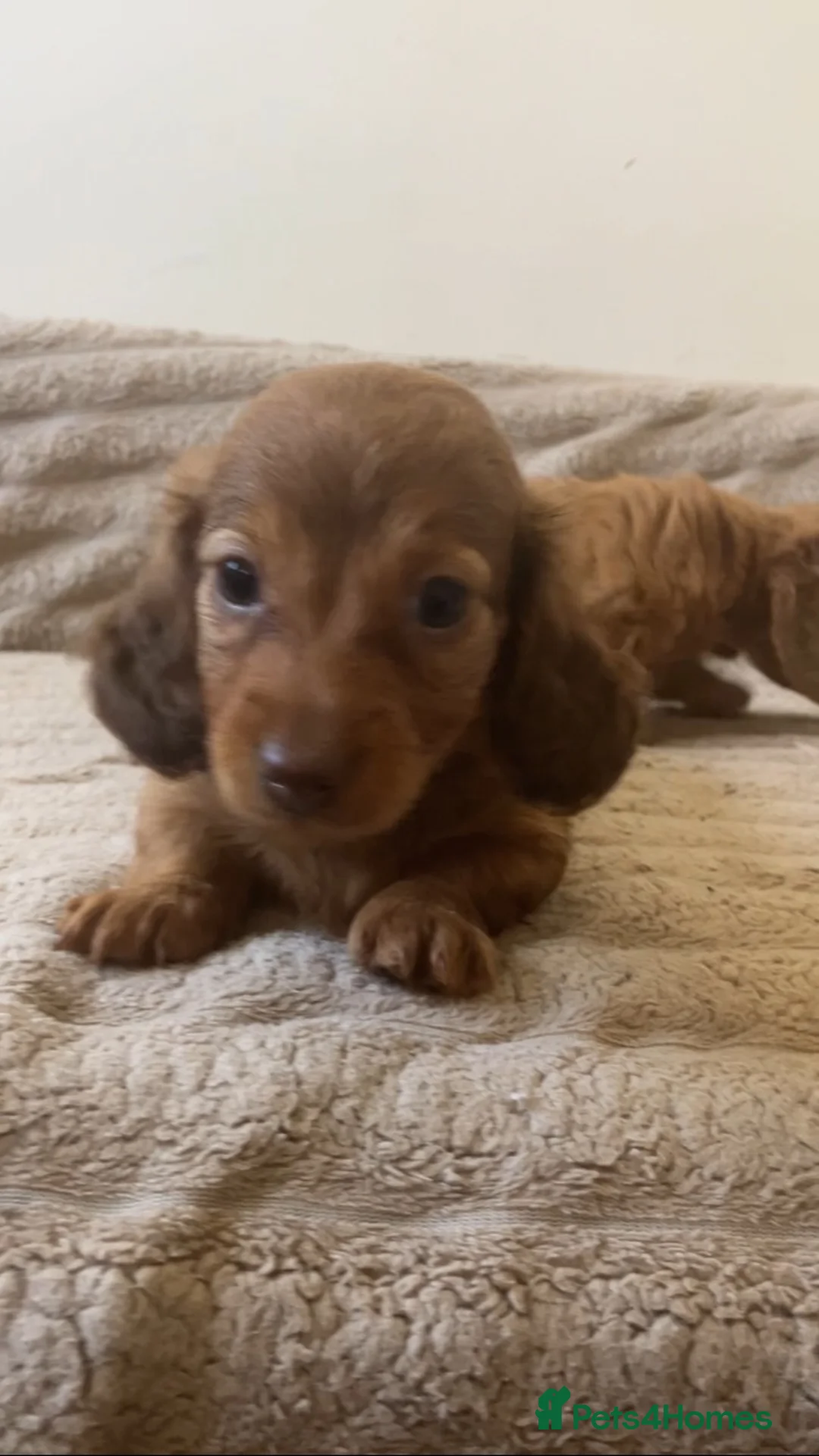 Miniature Dachshund dogs for sale: 2 stunning long hair pups  - Advert 2
