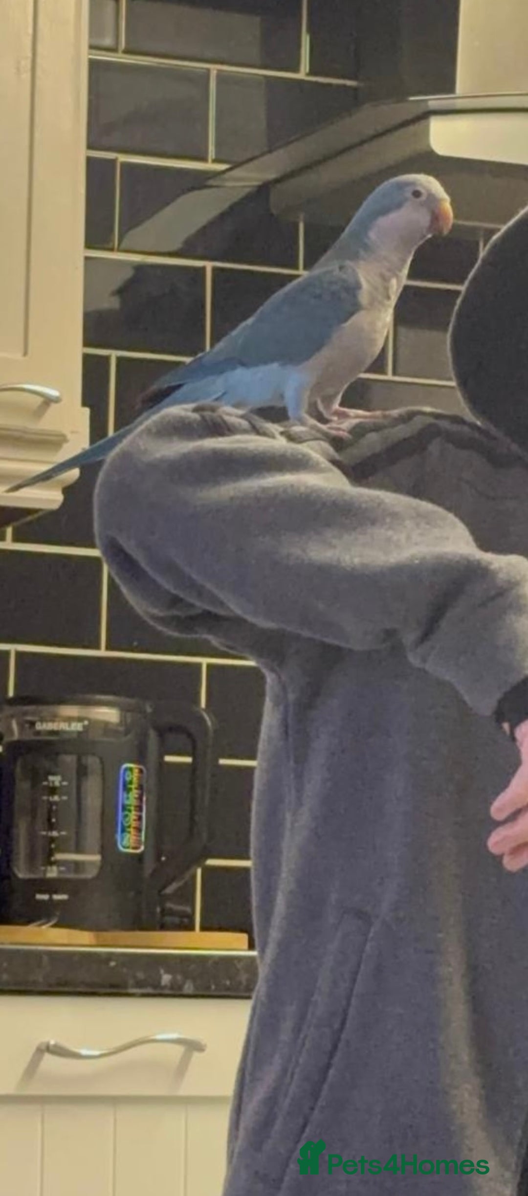 Parakeets birds for sale: Quaker Parrot  - Image 4