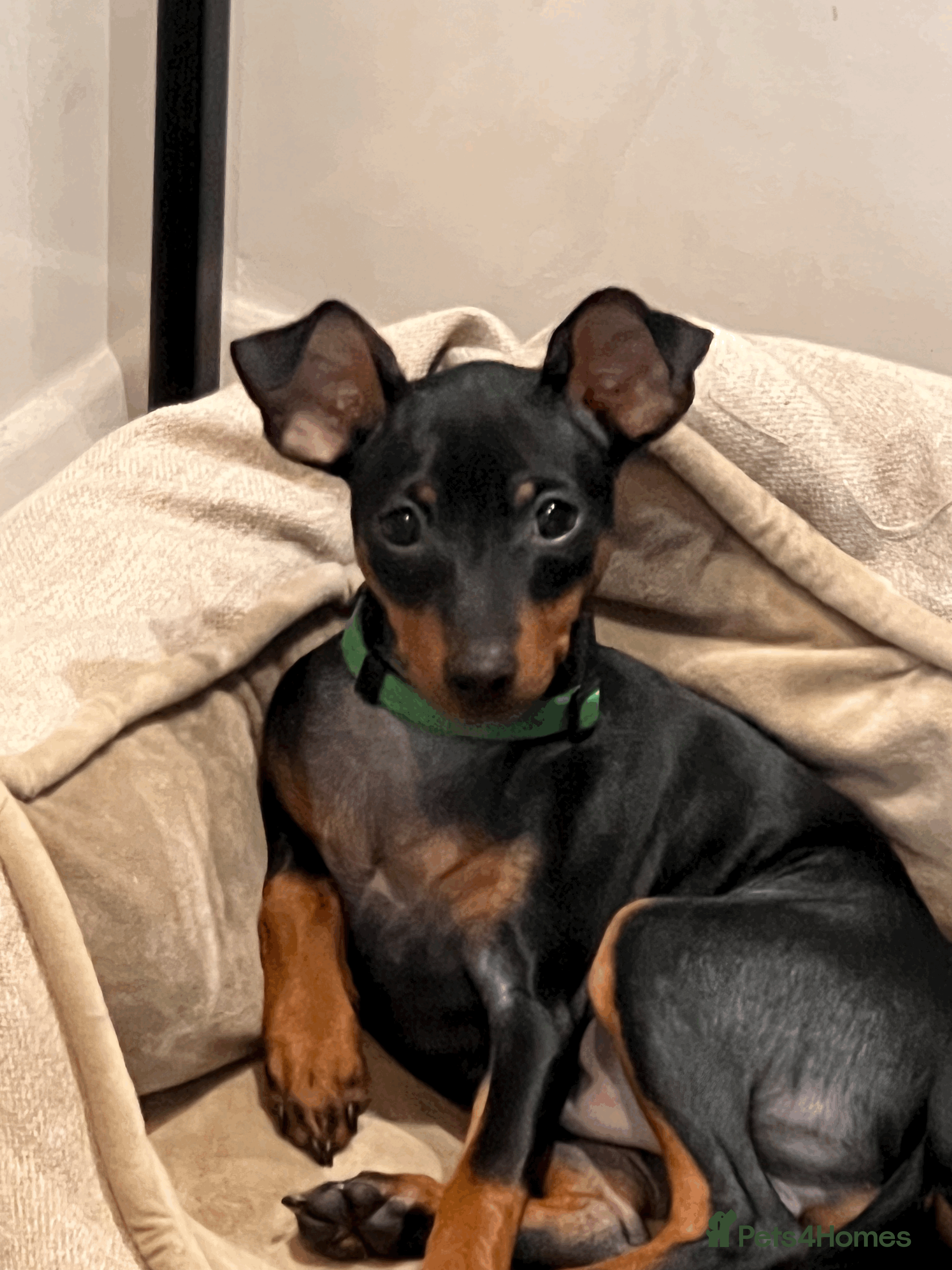 Miniature Pinscher dogs Stunning Miniature Pinscher Boy 💕 - Advert 1