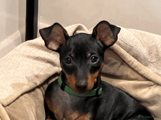 Miniature Pinscher dogs Stunning Miniature Pinscher Boy 💕 - Advert 4