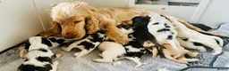 Cocker Spaniel dogs for sale: Stunning KC Show Cocker Spaniel Sable Puppies.  - Advert 2