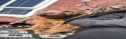 Shar Pei dogs for sale: Blue bear shar pei  - Advert 2