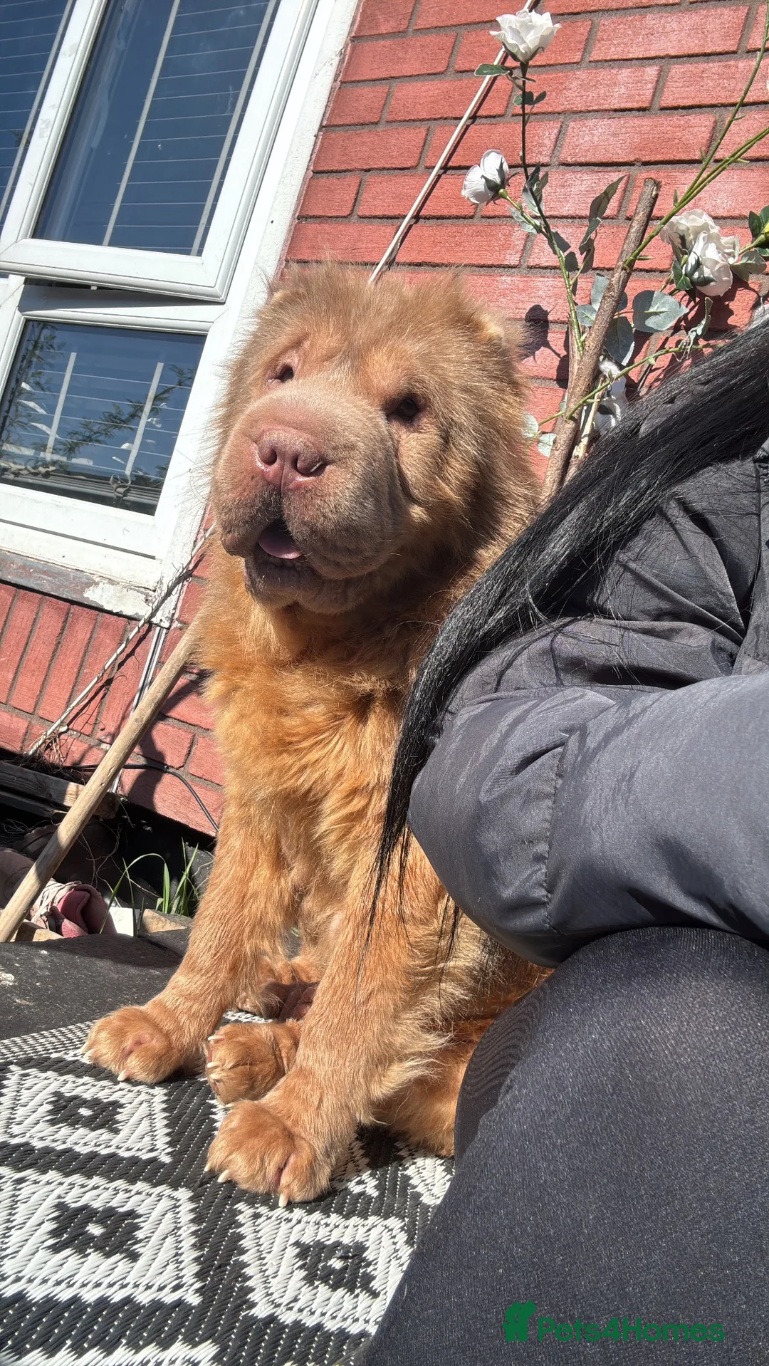 Shar Pei dogs for sale: Blue bear shar pei  - Advert 2