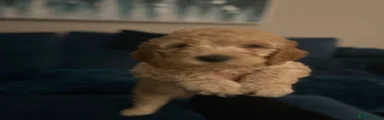 Australian Labradoodle 1