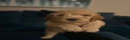 Australian Labradoodle dogs for sale: Australian labradoodle  - Advert 10