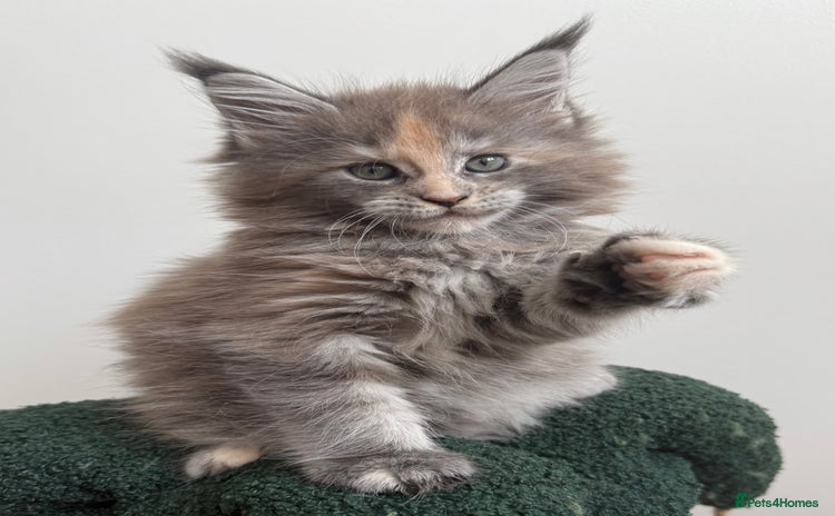 Maine Coon cats - Advert 14