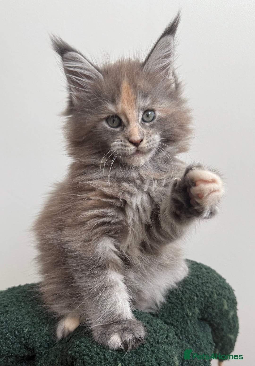 Maine Coon cats for sale: Ready for reservation 🥰 - Image 1